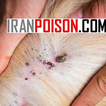 نابود کردن کک با فلازتیک مانگ