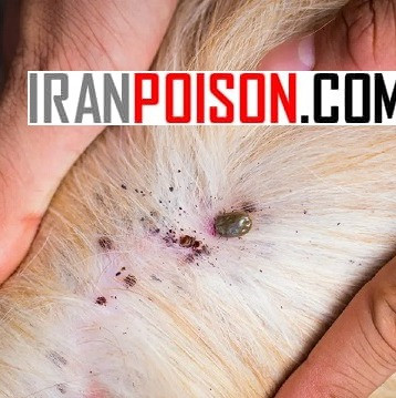 بهترین سم ضد کک سگ فلازتیک مانگ