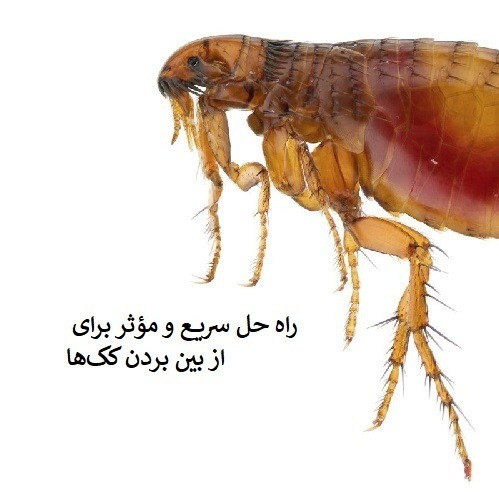پایان مزاحمت ککها با سم کلین آپ