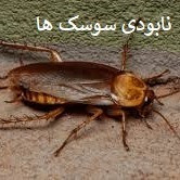 فروش سم سوسک فاضلاب با رونج (ارسال رایگان)