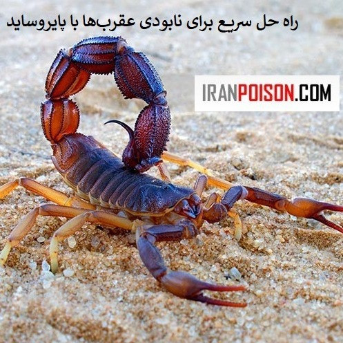 محافظت از خانه در برابر عقرب ها با سم پیگانیک