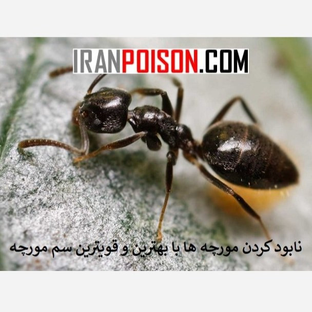جلوگیری از هجوم مورچه ها با انت کلیر