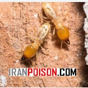 خرید قویترین سم موریانه ترمیدور