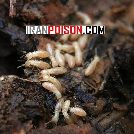 خرید قویترین سم موریانه ترمیدور
