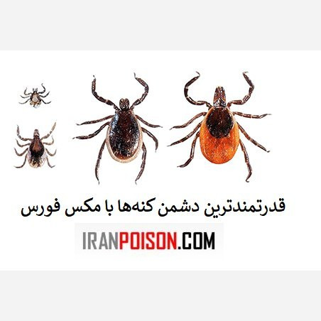 کنه را با یهترین سم مکس فورس نابود کن