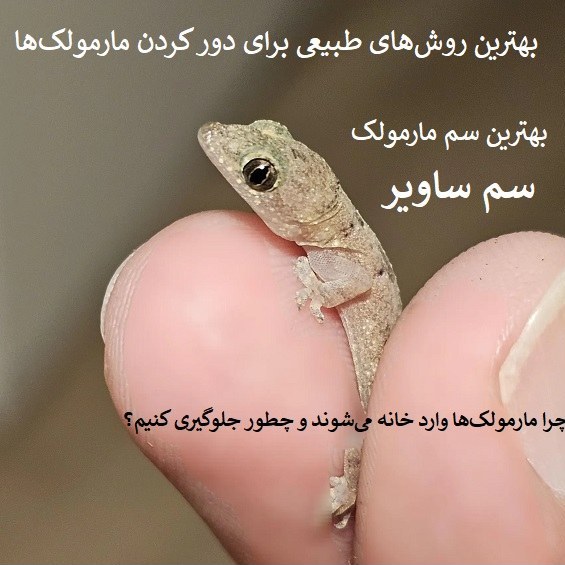 پایان رفتوآمد مارمولکها با ساویر