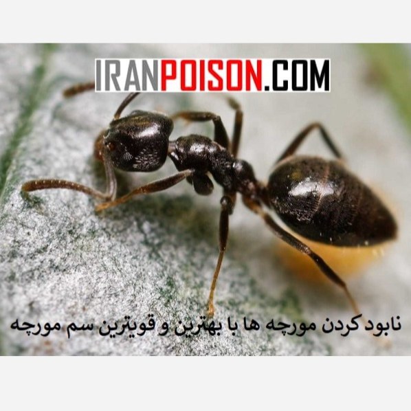 خرید سم مورچه کش انت کلیر (ارسال رایگان)