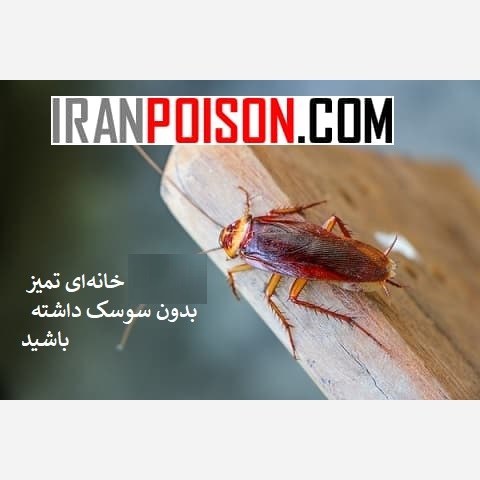 فروش سم سوسک فاضلاب با ریپلزال (ارسال رایگان)