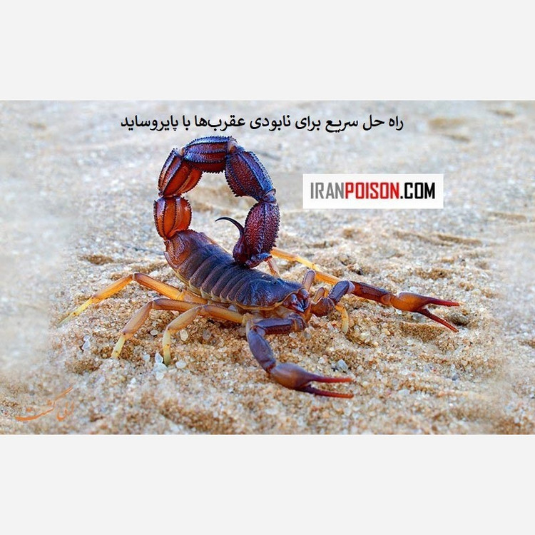 فروش سم مؤثر برای دفع عقرب پیگانیک (ارسال رایگان)