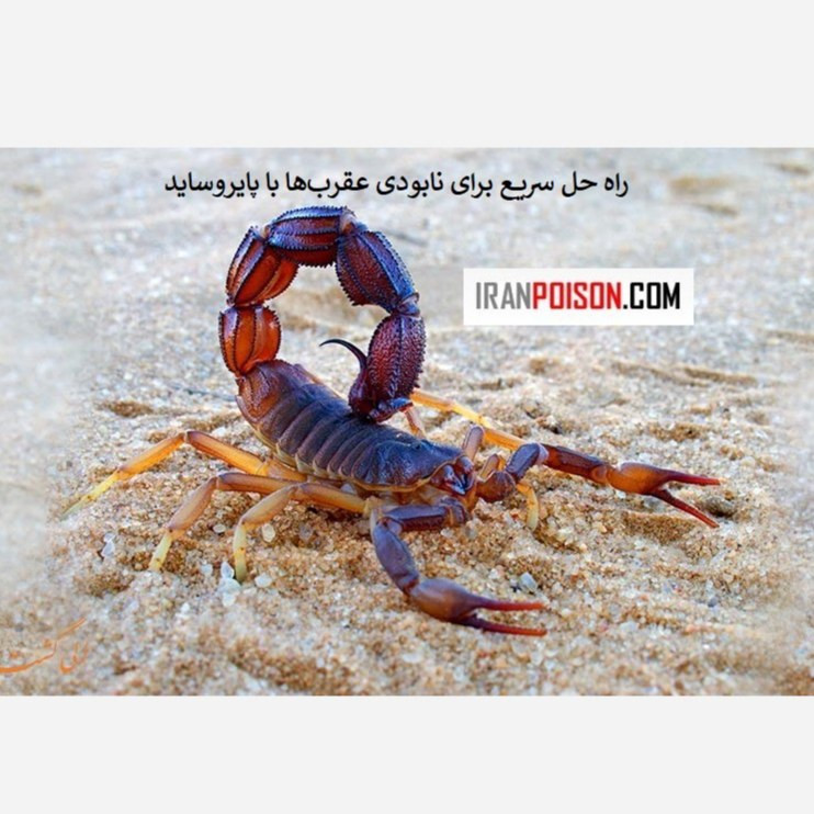 خرید سم عقرب پایروساید اصلی (ارسال رایگان)