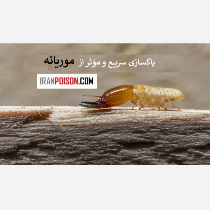 خرید سم موثر خارجی موریانه ترمیدور اصلی (ارسال رایگان)