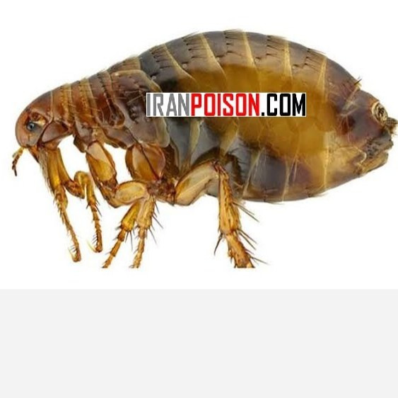 خرید سم کک کش بلک فلگ