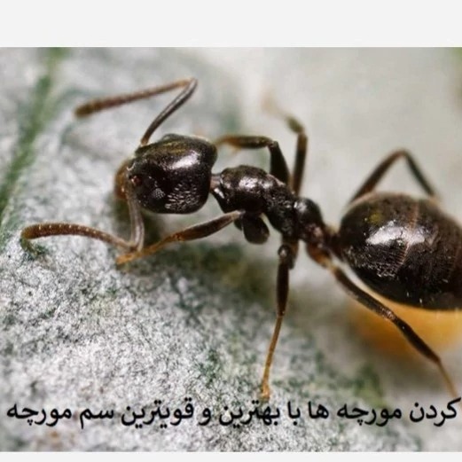 قوی ترین سم مورچه اکواپای اورجینال