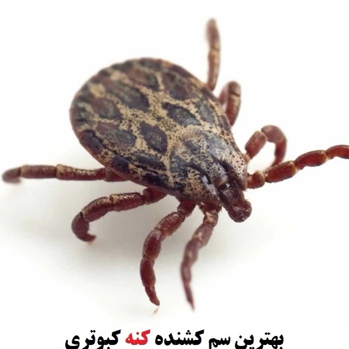 قوی ترین سم کنه مکس فورس اورجینال