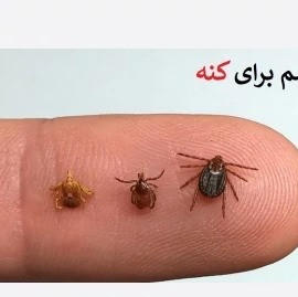 خرید سم کنه بلگ فلگ 1 لیتری