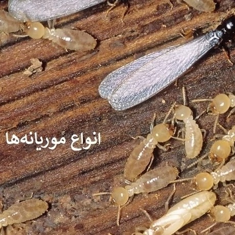 موریانه کش ترمیدور یکی از قویترین سمهای