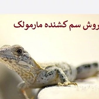 مارمولکها استفاده از سم مارمولک کش لیزارد