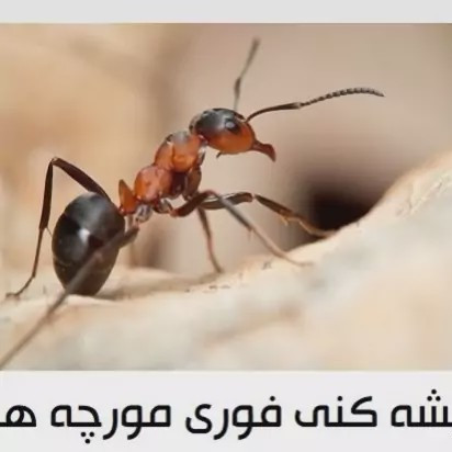 فروش سم سوسک کش اکواپای بهترین سم برای ریشه کنی سوسک ها
