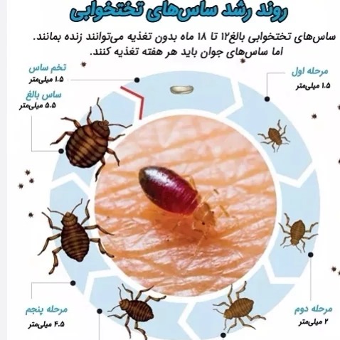 فرش سم ساس پیرانا قوی ترین و بهترین سم ها