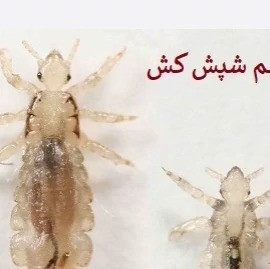 معرفی سم شپش کش پرمکترین قوی ترین سم