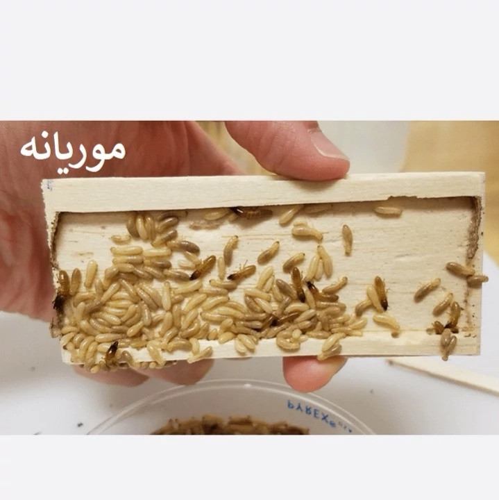 سم موریانه بایو برای کنترل موریانه و مقابله با آلودگی موریانه
