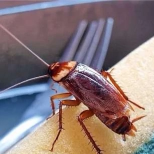 سم سوسک کش ریپلزال یک محصول مؤثر برای از بین بردن سوسکها