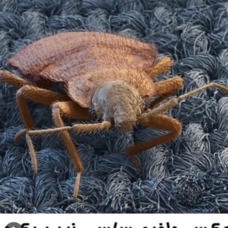 سم ساس کش بدباگ اوت قدرتمند ترین