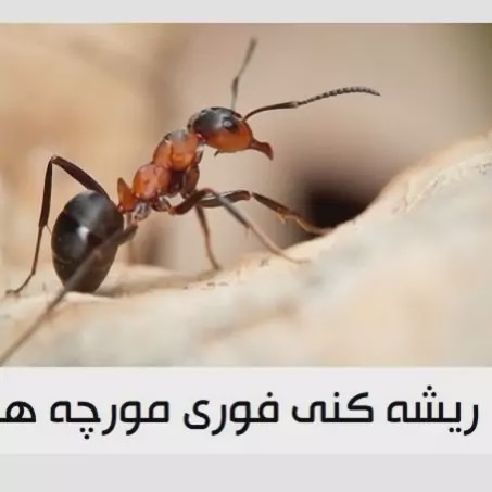 فروش بهترین سم برای مورچه حشرات و کلنی مورچه برند آکواپای