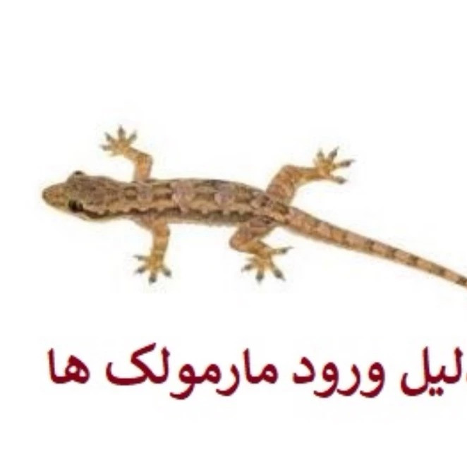 سم مارمولک کش ساویر بدون بو و رنگ
