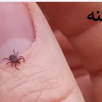 سم کنه کش مکس فورس برای از بین بردن کنه
