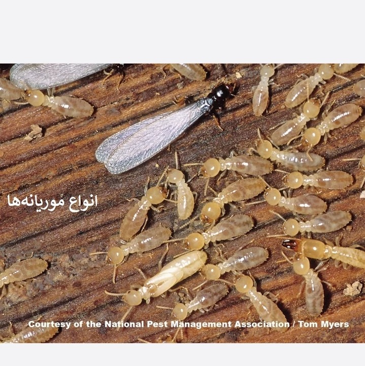 سم موریانه کش قدرتمند ترمیدور کلنی ها سم 1 لیتری