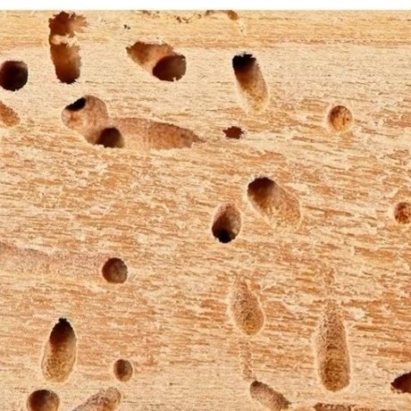 از بین بردن موریانه ها و کلنی موریانه ترمیدور