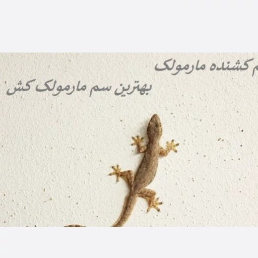 سم مارمولک کش لیزارد کشنده ترین سم