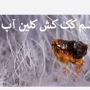 قیمت و خرید سم کک کلین آپ
