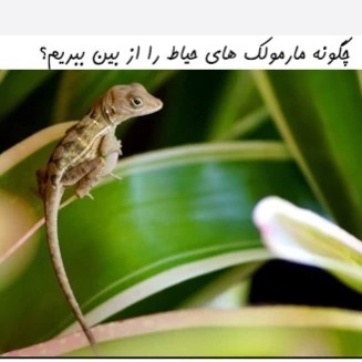 دور کننده مارمولک لیزارد محافظت از خانه در برابر مارمولک